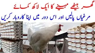How To Start Layer White Chicken Business In Pakistan