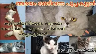 മഴയും പൂച്ചകുട്ടന്മാരും 🥰 #cat #pets #vlog #pets