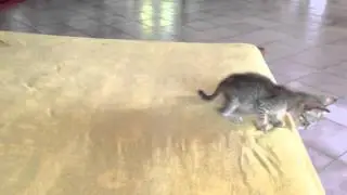 Jumping kitten