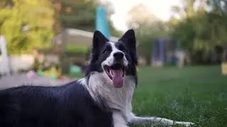Border Collie Breed Information: Temperament & Facts