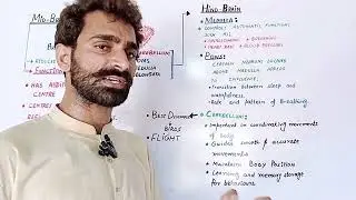 2nd Year Biology Ch#17, Topic#17.15.2 Brain(MidBrain and HindBrain)| BioSoul Biology