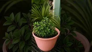 How to Multiply Your Indoor Plants Fast &ndash; Easy Home Method!