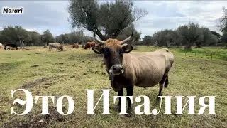Как в Италии купить дизель за один евро. Коровы пасутся в селе. Сколько стоит посуточно аренда ?
