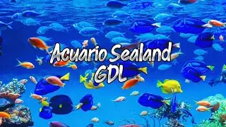 Acuario Sealand | El Acuario más moderno de Guadalajara