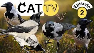 Urban Crows Feeding in a City Park | Intelligent Foraging Behavior (4K Nature Sound)