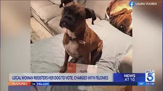 O.C. woman accused of registering dog to vote, casting 2 ballots
