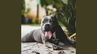 Spacious Music for Calming Your Puppy