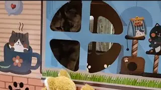 花空海.保護猫ﾜﾝchanネル🌻 がライブ配信中！