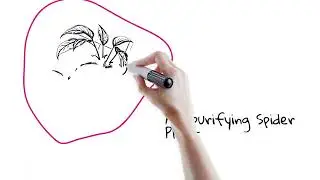 The Best Plants for Indoor Gardening Whiteboard Animation