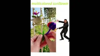 multicolored sunflower