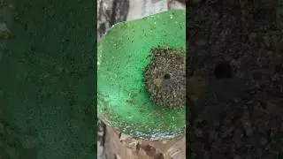 CAPTURA DE ABELHA MARMELADA Frieseomelitta varia