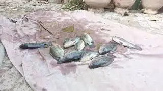 rykbioflo fish farming harvest time