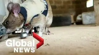 Rats: The future of search and rescue?