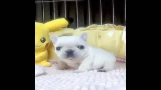 clean mah bellay?