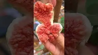 Fruit maker86 😋, with healthy fruits,,🍇🫐🥝🍐🍏🍏🍋🍒🍓🍉🍎#shorts #cooking #fruit