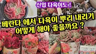 다육이 키우기 겨울나기 뿌리 내리기 방법중 어떤 방법이 좋을까 숙제🤔날개다육 신입 다육이 🌸