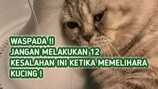 Kesalahan Dalam Memelihara Kucing, Hindari 12 Kesalahan Ini Jika Tidak Ingin Kucingmu Kenapa Napa !