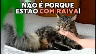 Por que os gatos mordem fraquinho e o que fazer?🛑🐈 São MORDIDAS de AMOR?