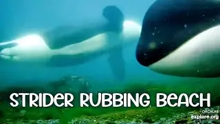 Orca Families on Strider Rubbing Beach ▪︎ OrcaLab Main Cams ▪︎ 8/12/24 ▪︎ Explore.org
