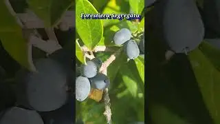 Forestiera Segregata aka Florida privet, Florida swampprivet, and southern privet