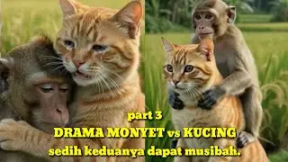 MONKEY vs CAT DRAMA so sad they both had an accident. Part 3