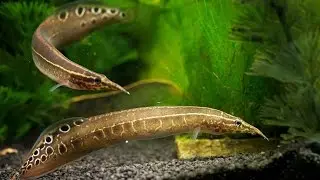 Экзотические аквариумные рыбки. Макрогнатус Глазчатый