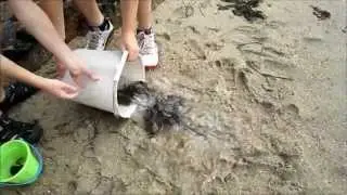Crabs Scuttle to Freedom