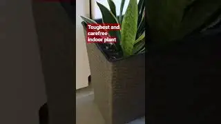 BEST INDOOR PLANT | LOW MAINTENANCE AND AIR PURIFYING PLANT | CAREFREE PLANT FOR BEGINNERS