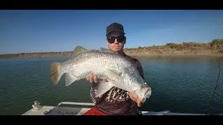 SOLID SALTWATER BARRAMUNDI, threadfin and a rare saw shark. Fishing the Karratha creeks.