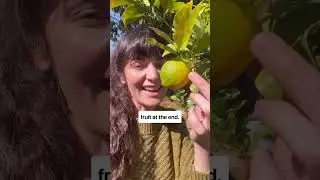 Meyer vs Eureka Lemon Trees