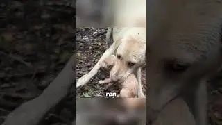 A puppy struggling to survive in a mudslide #animals #amimals #animallover #cute #animlas