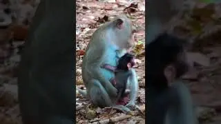 Ep1022. The Ultimate Monkey Compilation to Make Your Day Instantly Better