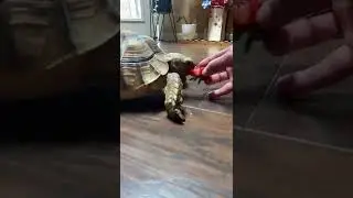 Turtle eating strawberry