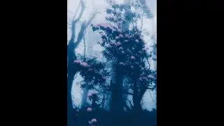 [FREE] untiljapan x sosocamo x Experimental Type Beat 