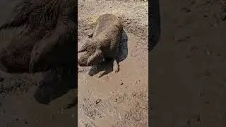 how the animals try to stay cool in the heat #pig #hogs #hog #mudpit #coolingoff  #farmers