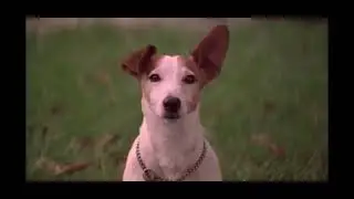 Beethoven&rsquo;s 2nd (1993) Puppy&rsquo;s Trouble scene HD