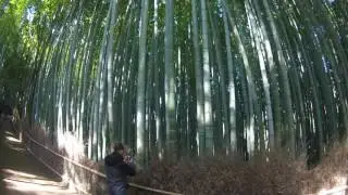 Bambuswald II #kyoto#arashiyama