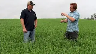 How to decide when to apply fungicide in barley