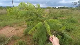 Cerrados e Seus Exemplares #natureza#cerrados 