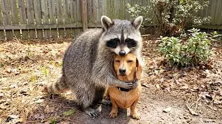 Animals Being Absolutely Hilarious 😂 Funniest Animal Compilation