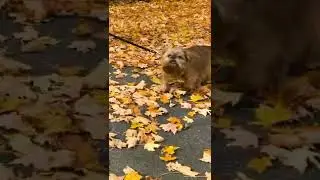 Happy First Day of Autumn with Cute Kids & Dogs!