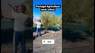 PORTUGAL Agriculture work video Portugal olive factory #shorts #agriculture #olive