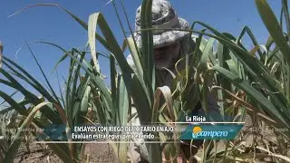 Ensayos con riego deficitario en ajo