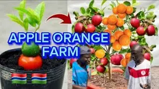I Meet The Must Smartest Farmer In The Gambia 🇬🇲 Who Said No To Europe No To USA 🇺🇸 And He Is Making