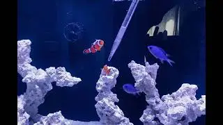 Feeding clowns and blue reef chromis - brine shrimp