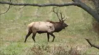 Pennsylvania Elk 2013- Pa Wilds