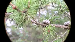 Pinus banksiana (Jack Pine) and Picea glauca (White Spruce)