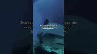 Sharks are over 400 MILLION YEARS old 😮 #sharks #dinosaurs #millions #a