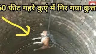 #madad #kutta #dog #resquedcat #viral #trending #indian #music #bharat #border #trending #hindi 