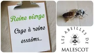 🐝 Que faire avec une reine vierge ?